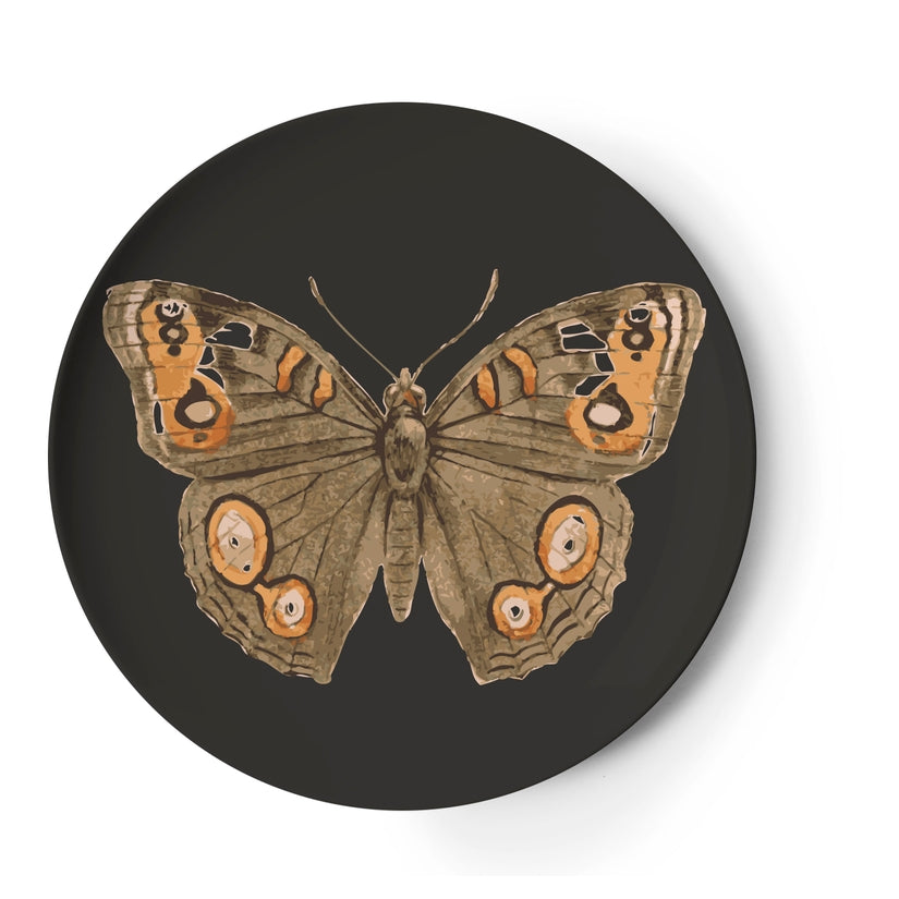 Butterfly Metamorphosis Coaster Set of 4