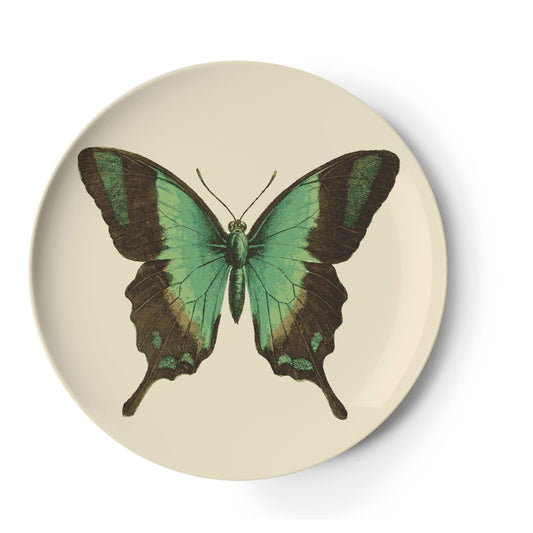 Butterfly Metamorphosis Coaster Set of 4