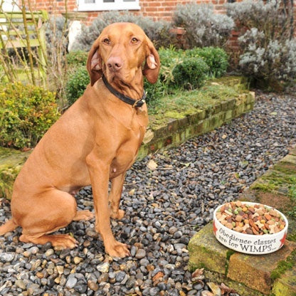 Dog Bowl Obedience Classes - Large