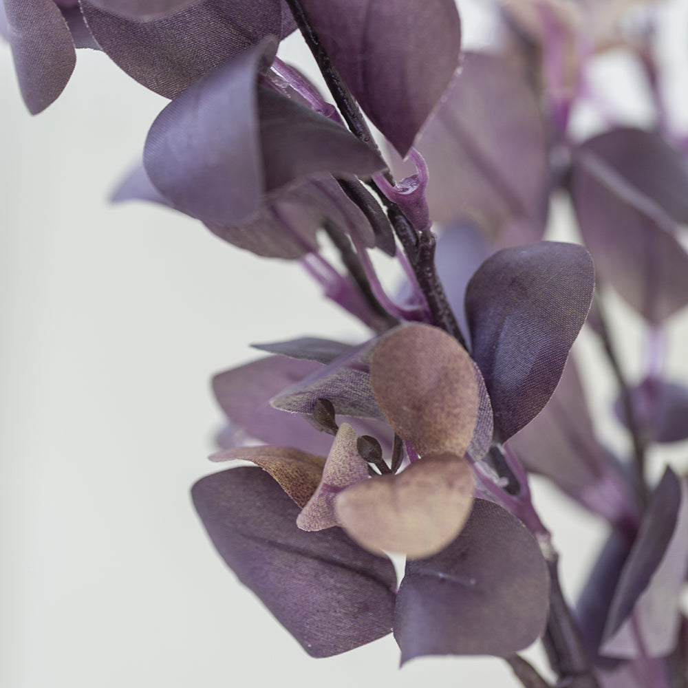 Purple Berberis