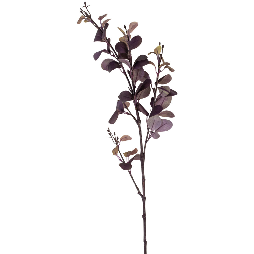 Purple Berberis