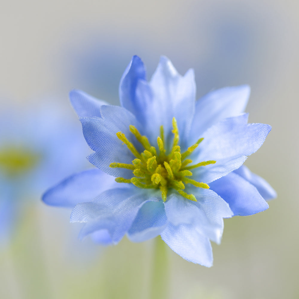 Nigella Blue