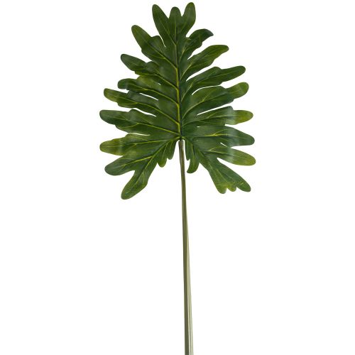 Philodendron