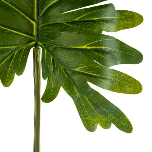 Philodendron