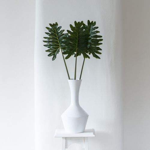 Philodendron