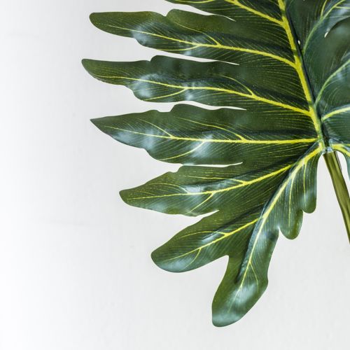 Philodendron