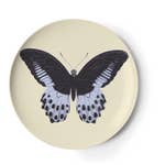Butterfly Metamorphosis Coaster Set of 4