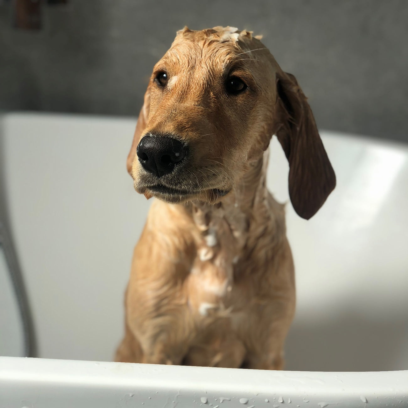 Cooper's Apothecary Dog Shampoo