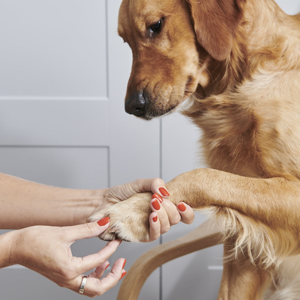 Cooper's Apothecary Dog Paw and Nose Balm